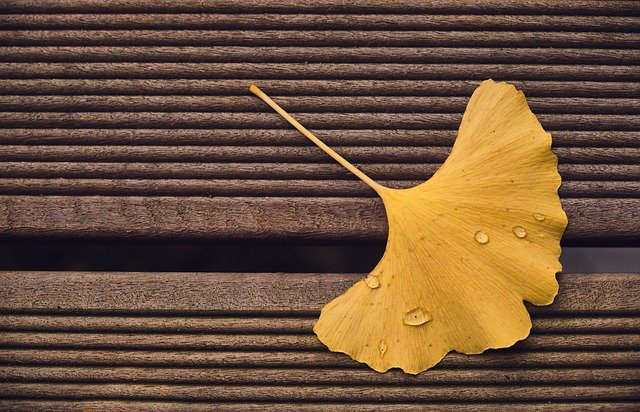 terasová prkna a list Gingko biloba